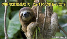 树懒视频